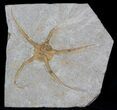 Large, Wide Ophiura Brittle Star Fossil #37035-1